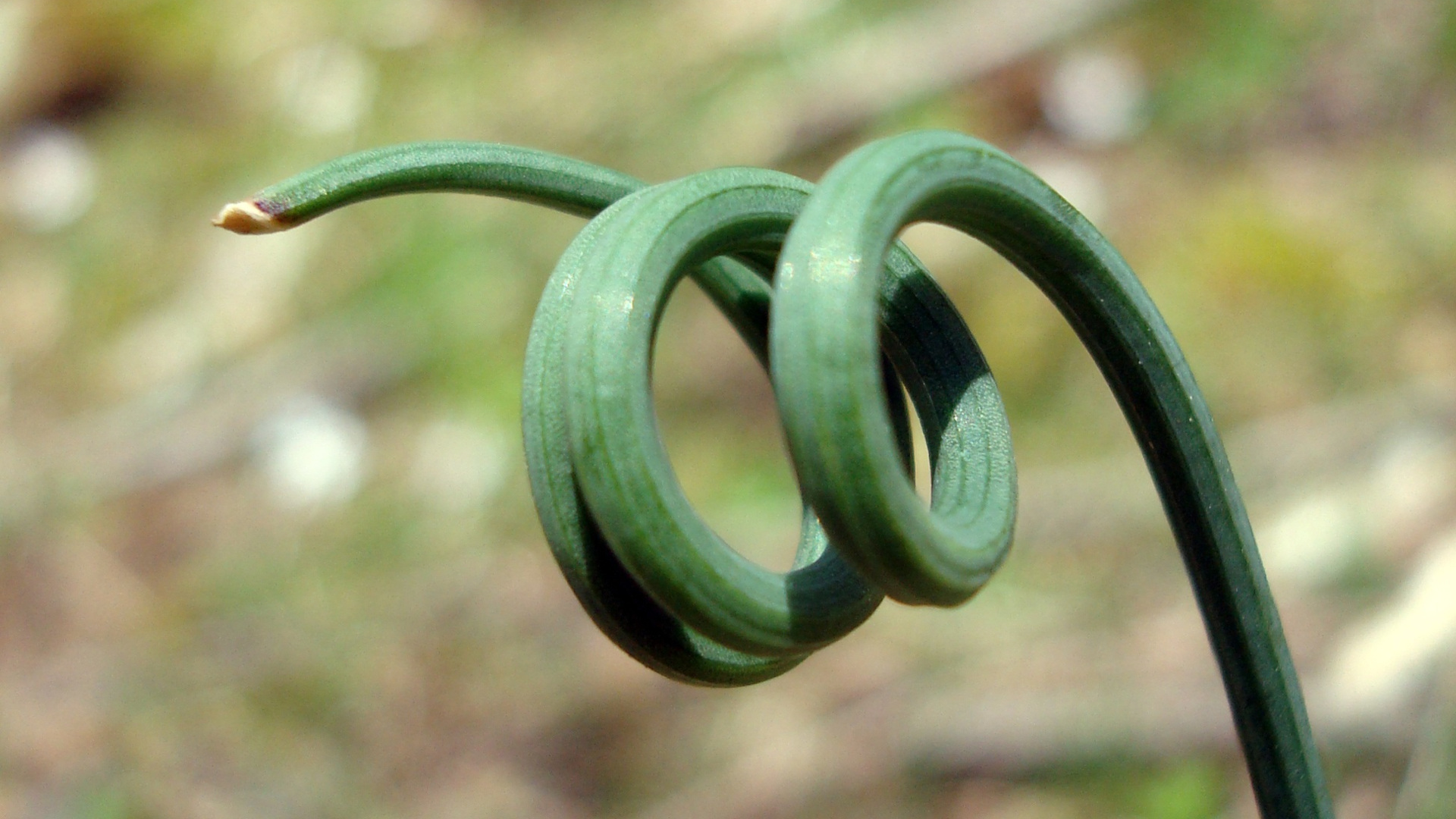 Something about curl