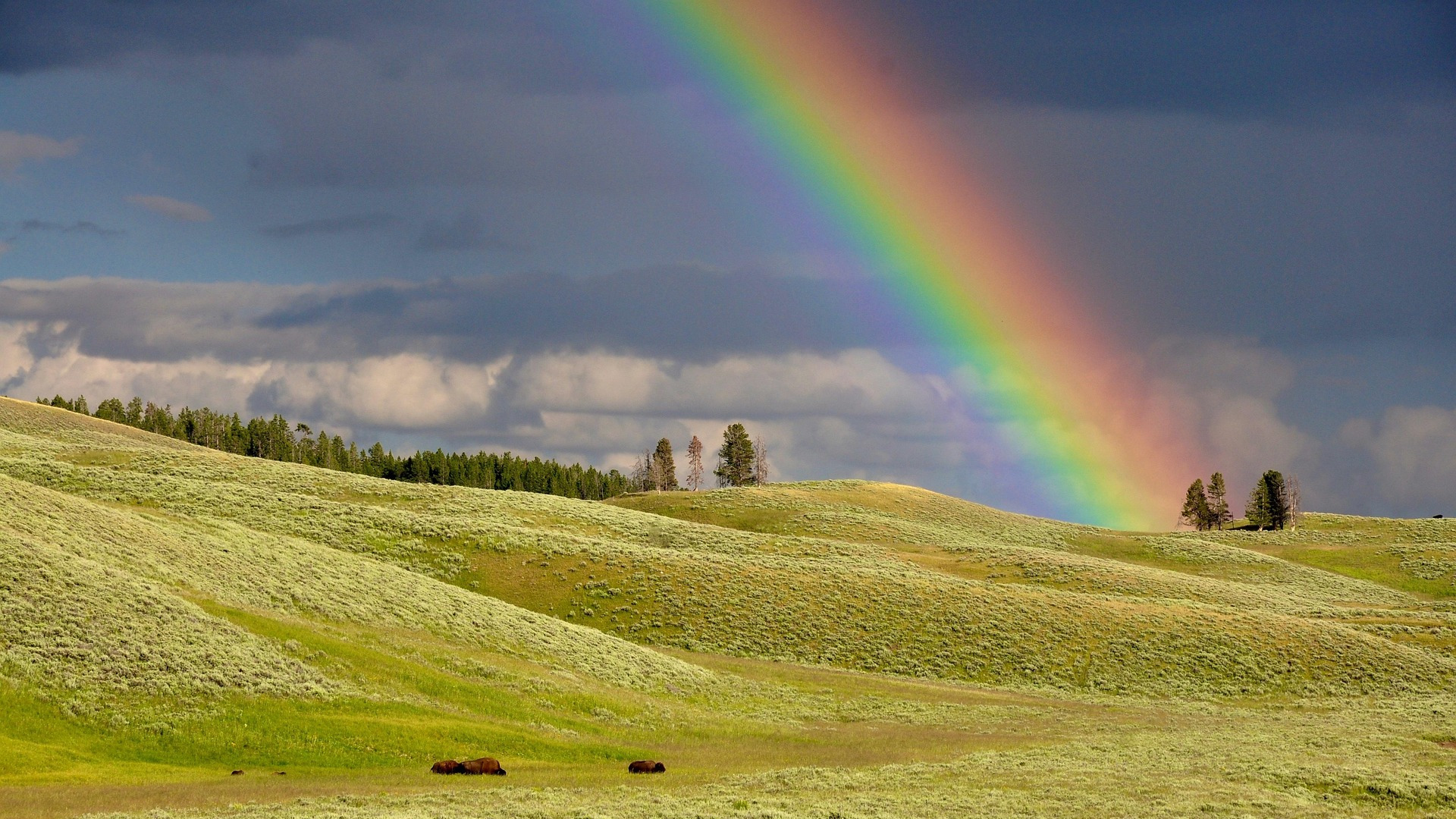 A rainbow in a field
