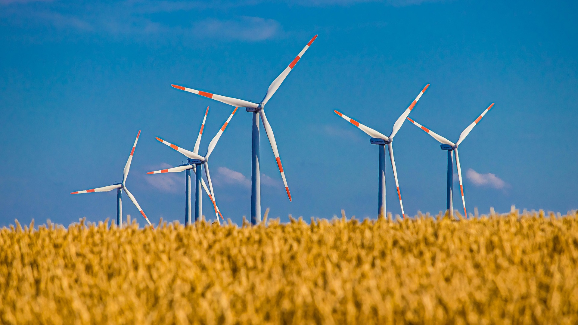 Windmills in a field